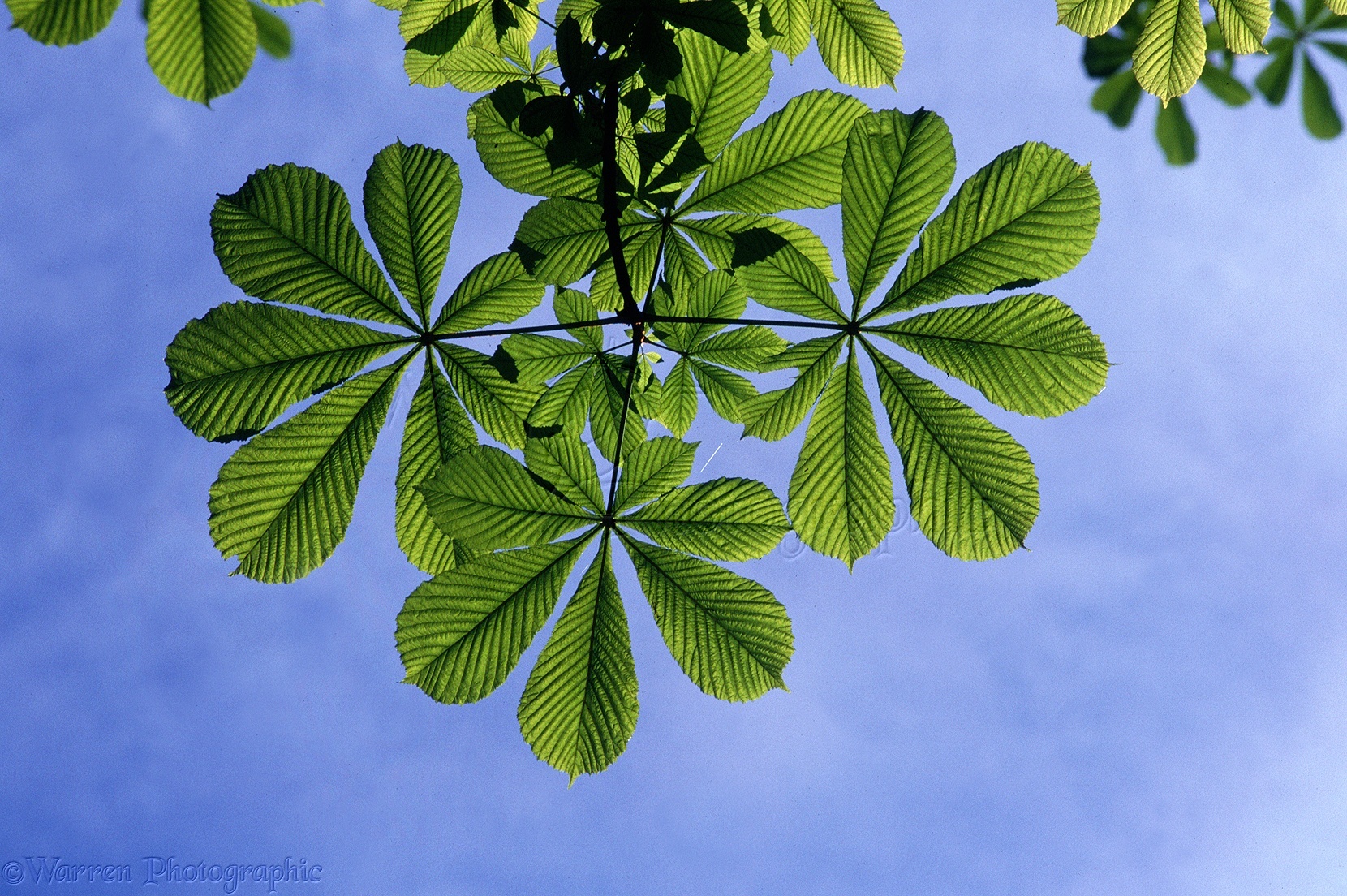 Horse Chestnut (Aesculus hippocastanum) leaves