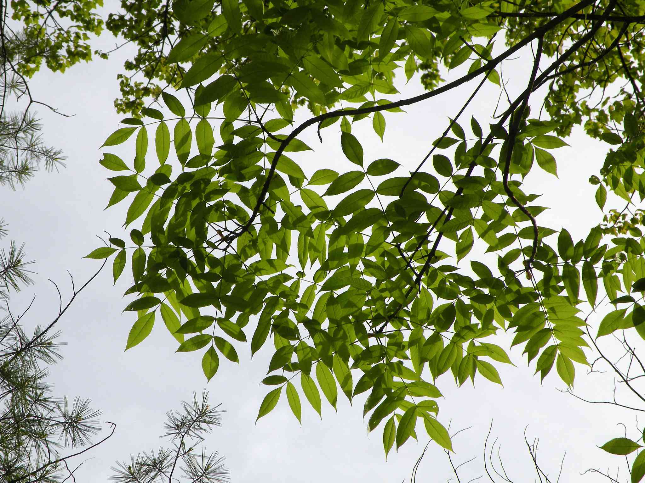 ash leaves