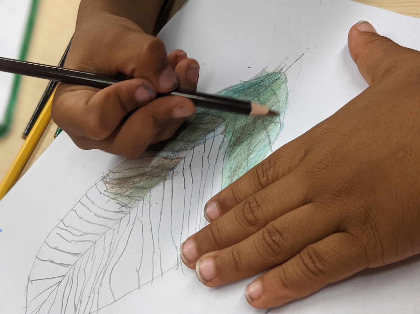 drawing entire leaves feature