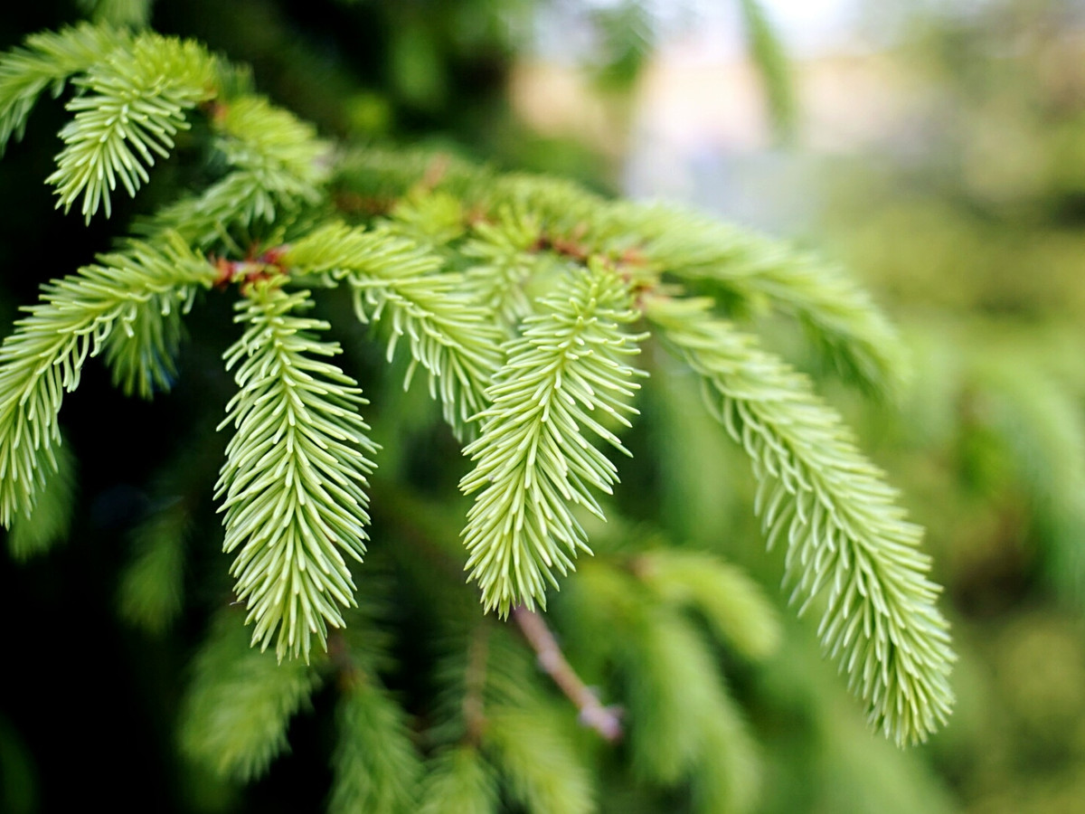 Close-Up Of Spruce Tree Branch