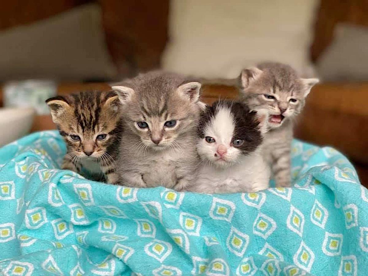 kittens