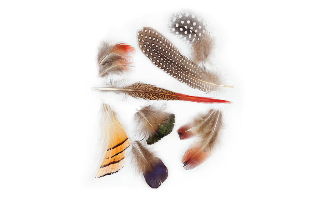 feathers